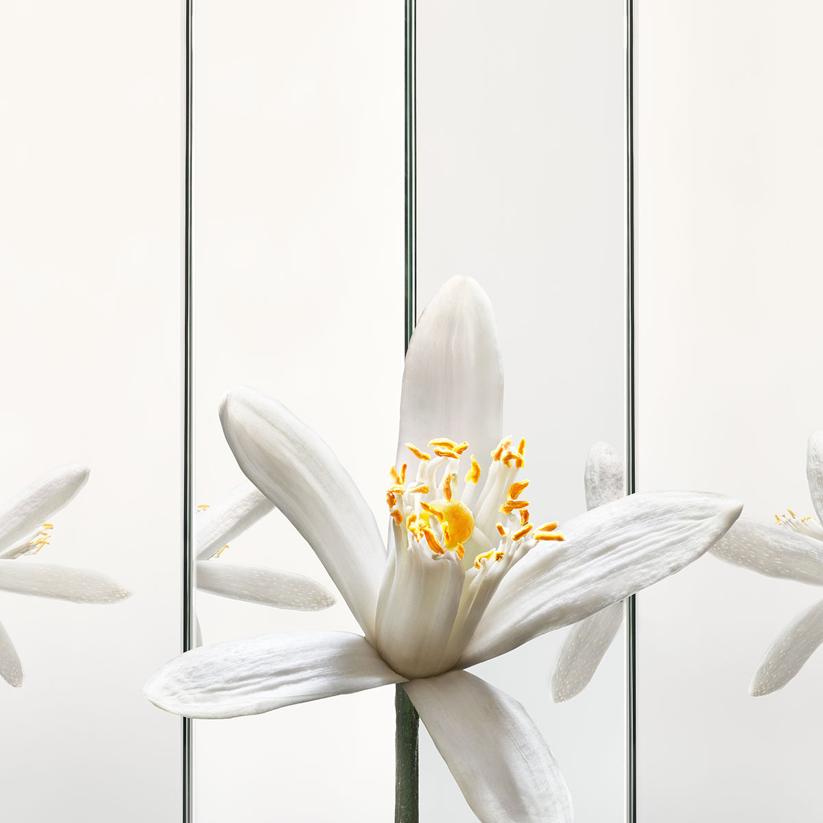 Fragancia para Caballero Yves Saint Laurent New Masc V100 ml image number null