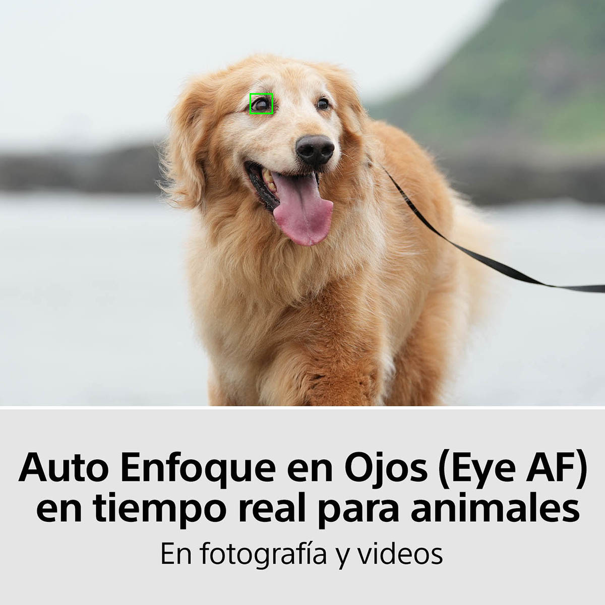 Cámara Sony ILCE-7M4K híbrida full frame image number null
