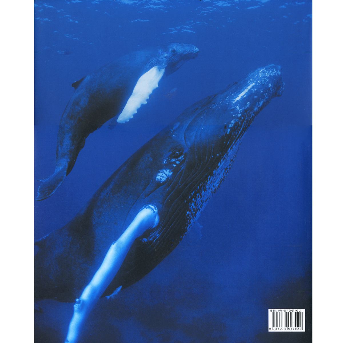 Animales de Am&eacute;rica, Migraciones y grandes concentraciones image number null