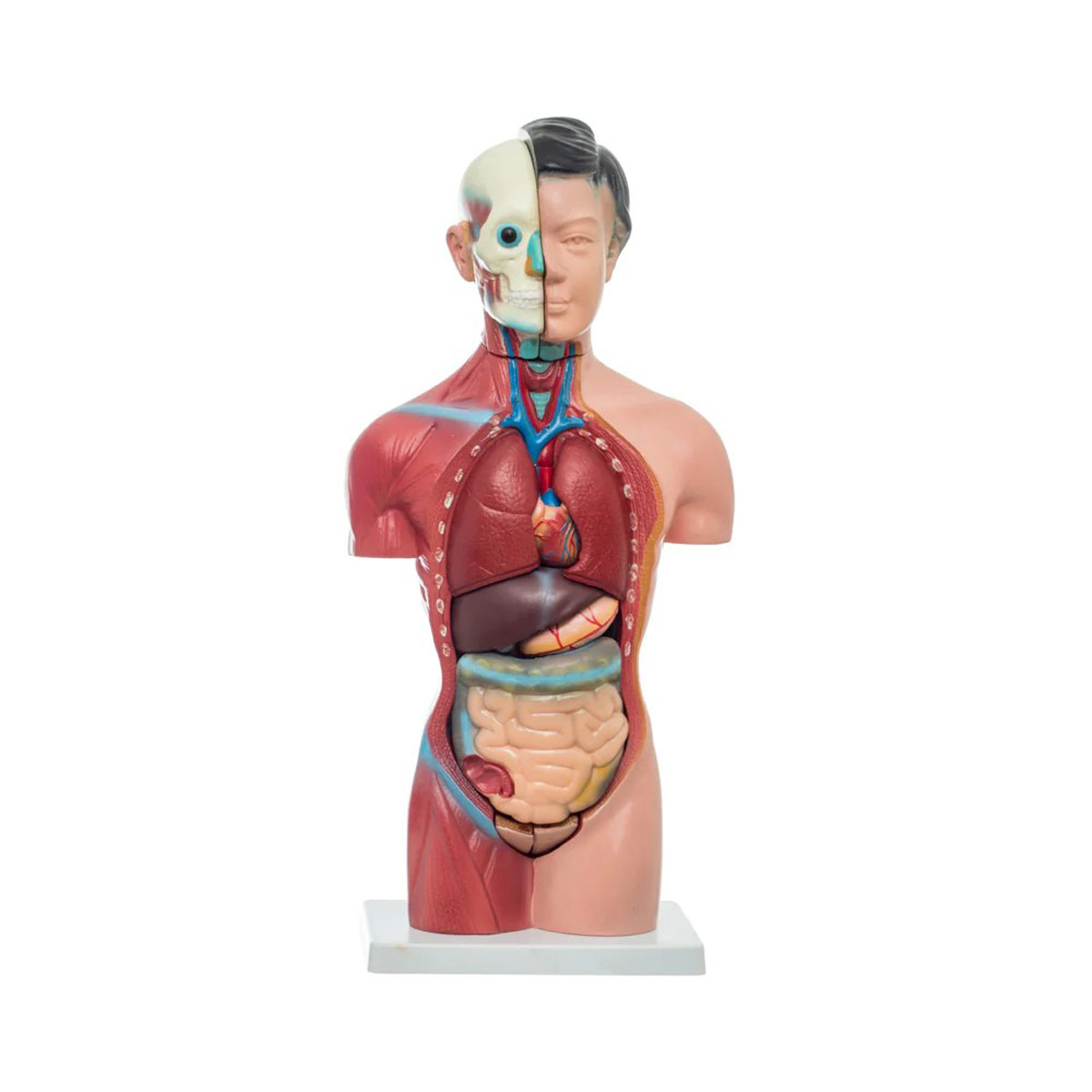 Torso Femenino de 42 cm Benesta image number null