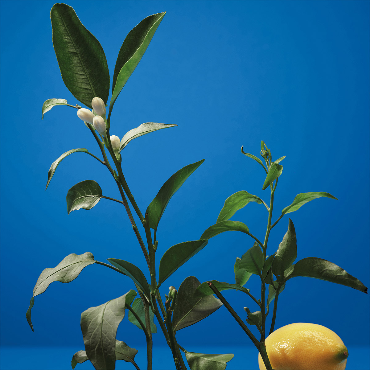 Perfume para Hombre Adolfo Dominguez Neroli Eau de Toilette 120ml image number null