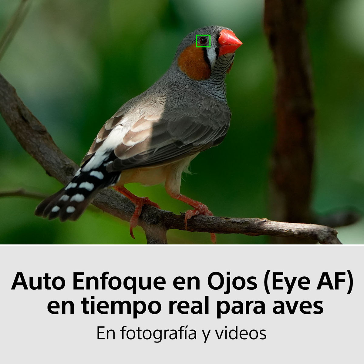 Cámara Sony ILCE-7M4K híbrida full frame image number null