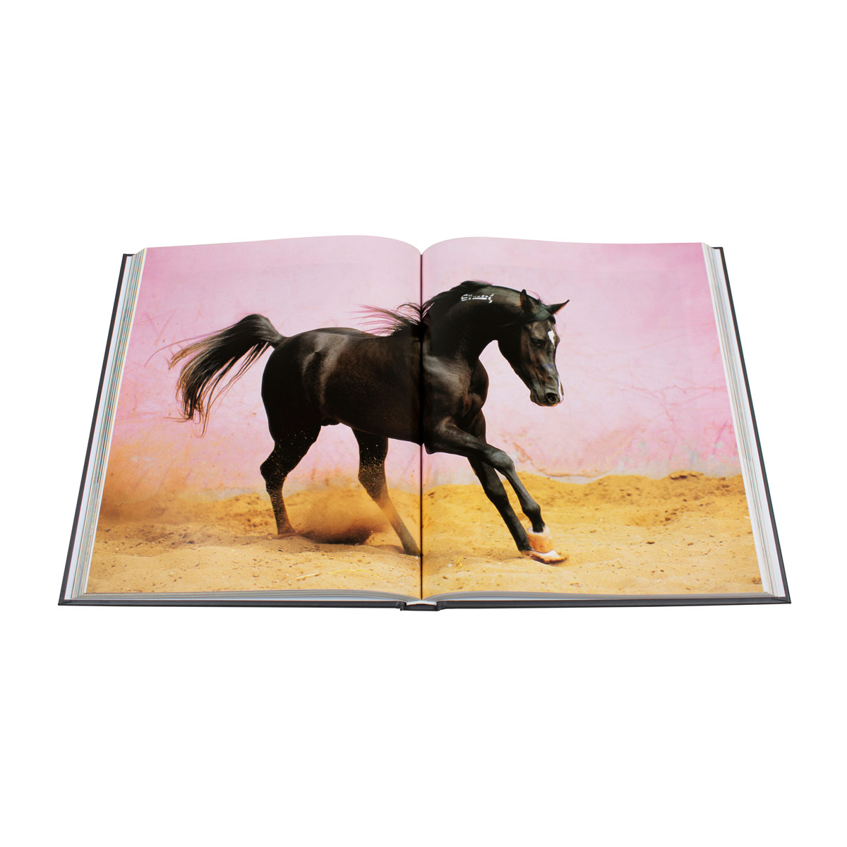 The arabian horses image number null