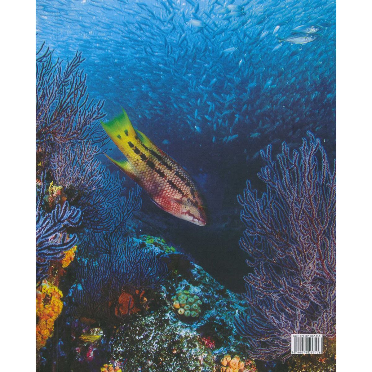 Vida marina de M&eacute;xico, tesoro de las profundidades image number null